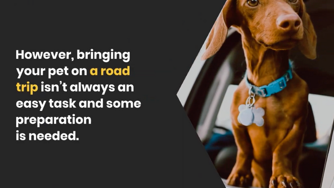 Video: Things nobody told you about taking a trip with your dog