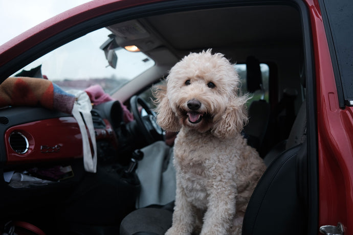 7 things nobody told you about taking a trip with your dog